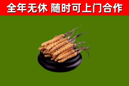 淅川县烟酒回收冬虫夏草.jpg