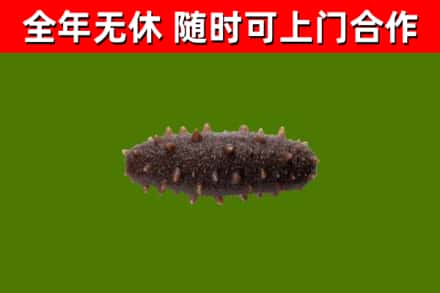淅川县回收海参干